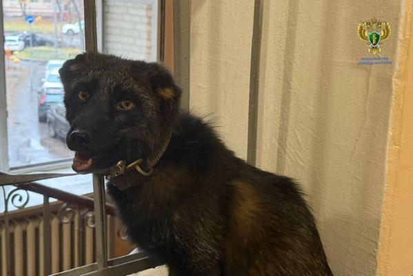 В прокуратуре Москвы рассказали о спасении лисёнка в одной из квартир