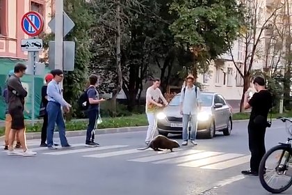 Невозмутимый бобр прогулялся по улицам российского города