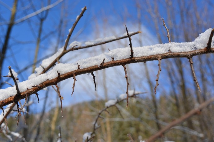 Эколог Рыбальченко: Ноябрьское потепление в Москве может погубить почки