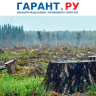 Правительство РФ скорректировало особенности возмещения причиненного лесам вреда