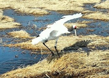 Амурские ученые отмечают перебои на передатчике журавля Снежинки Амурские ученые отмечают перебои на передатчике журавля Снежинки