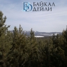 Леса в Бурятии начали обрабатывать от вредителей