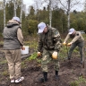 Молодые ели высадили в Ярославской области в рамках акции «Сохраним лес»
