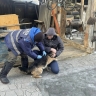 В Улан-Удэ поймали пять безнадзорных собак