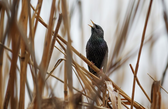 Биолог Глазков: Перелетные птицы не торопятся покидать Москву из-за теплой осени Биолог Глазков: Перелетные птицы не торопятся покидать Москву из-за теплой осени