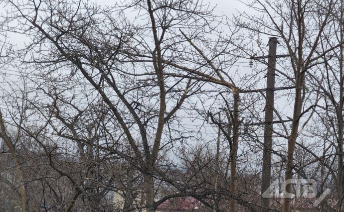 Надломленная крона тополя опасно свисает над тротуаром в Южно-Сахалинске