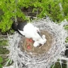 В заказниках Приамурья завершили весенние учеты