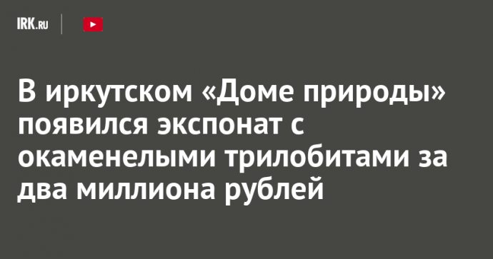 В иркутском «Доме природы» появился экспонат с окаменелыми трилобитами за два миллиона рублей