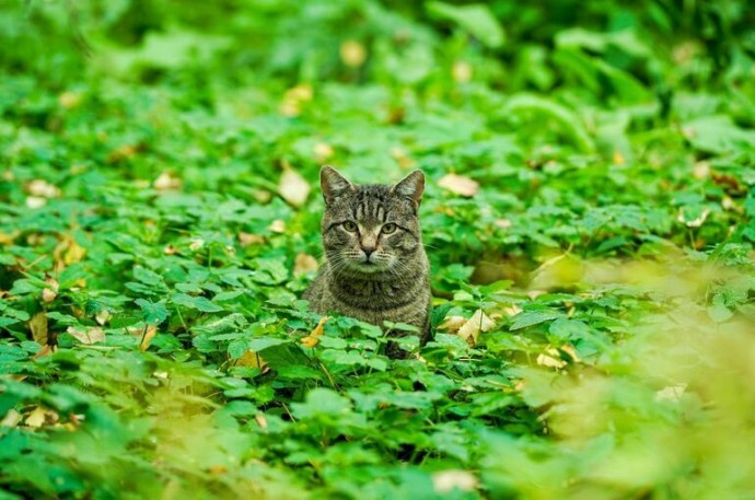 Очередная волна тепла накроет Москву и Подмосковье к выходным