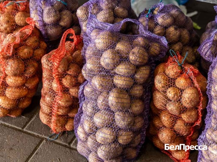 Белгородские овощеводы собрали рекордный урожай картофеля, сообщил Гладков Белгородские овощеводы собрали рекордный урожай картофеля, сообщил Гладков