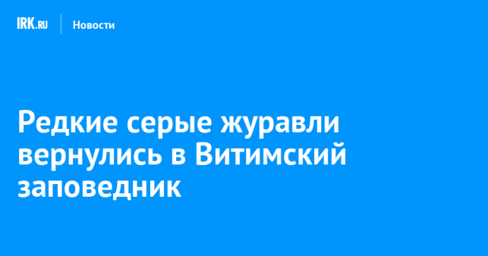 Редкие серые журавли вернулись в Витимский заповедник