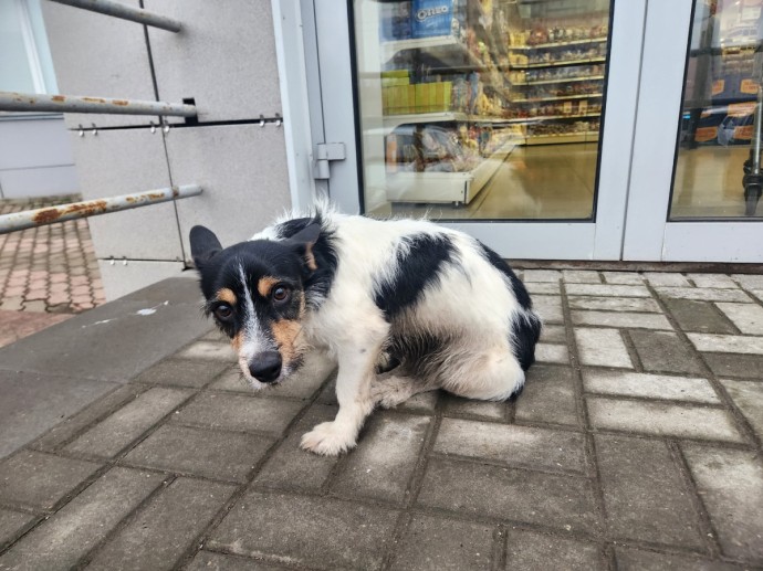 В Кирове ищут хозяина найденной на Октябрьском проспекте собаки