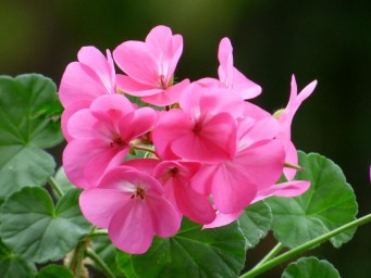 Не дайте холоду погубить вашу герань — вот что вы должны сделать, чтобы её спасти