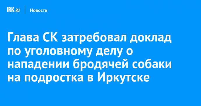 Глава СК затребовал доклад по уголовному делу о нападении бродячей собаки на подростка в Иркутске
