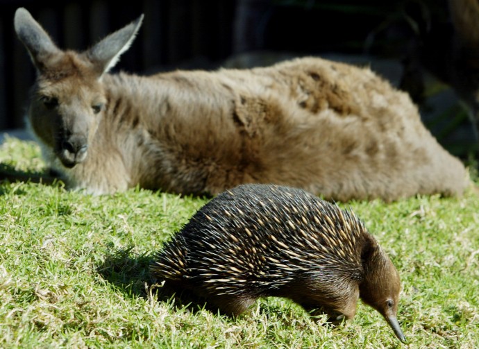 В Московский зоопарк привезли полосатого кускуса и двух ехидн В Московский зоопарк привезли полосатого кускуса и двух ехидн