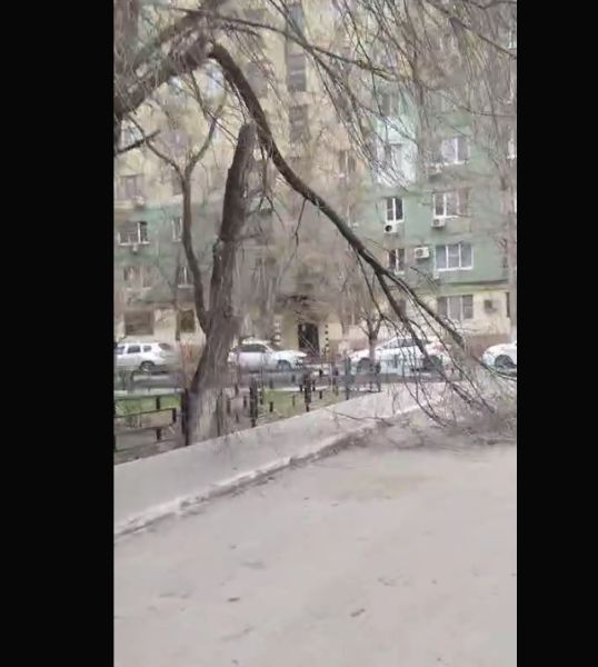 Огромная ветка угрожает астраханцам 