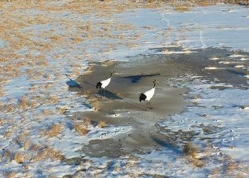 Похолодание и снег не спугнули японских журавлей в Приамурье