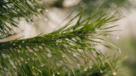 Елка с сюрпризом: что делать, если нашли на елке клещей