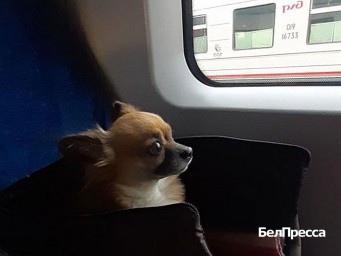 Чаще всего поезда из Белгорода без хозяев перевозят кошек и собак