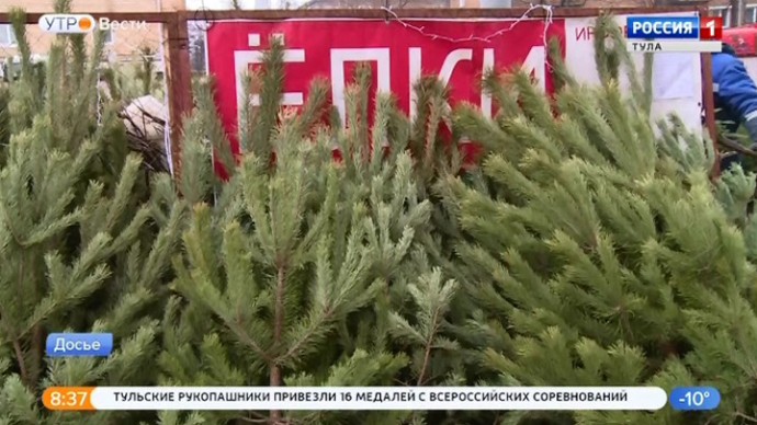Тульский энтомолог развеял слухи о клещах в новогодних елках
