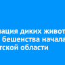 Вакцинация диких животных против бешенства началась в Иркутской области
