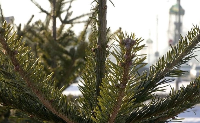 Власти Южно-Сахалинска рассказали, где можно оставить живую елку после новогодних праздников