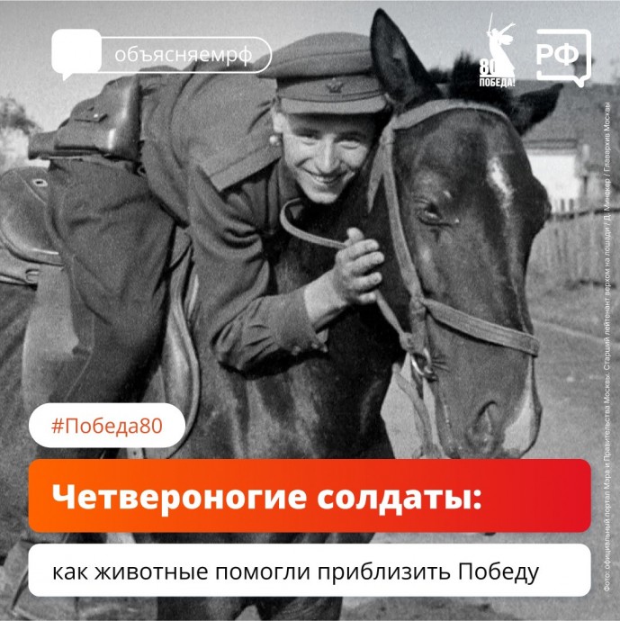 Как животные помогали одержать Победу: от собак-сапёров до слонов-спасателей