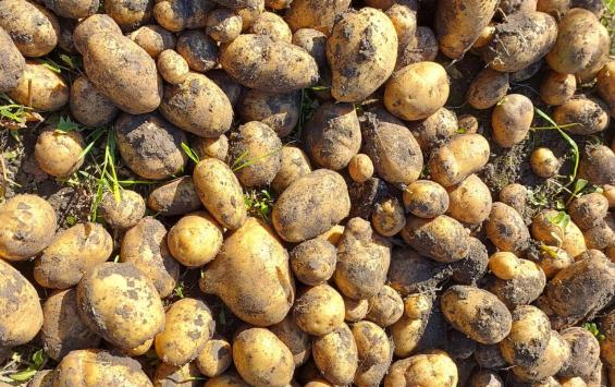 В Курской области подорожали картофель и огурцы перед новогодними покупками