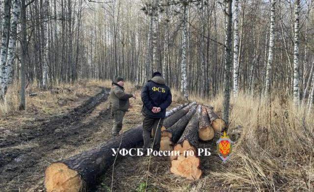Жителя Башкирии задержали за нелегальную вырубку сосен с ущербом на 550 тыс. рублей Жителя Башкирии задержали за нелегальную вырубку сосен с ущербом на 550 тыс. рублей
