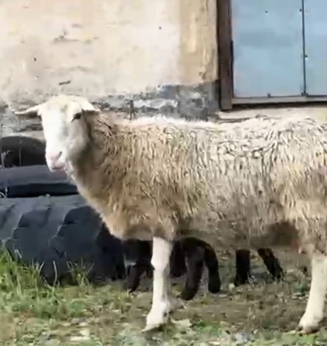 Причина массовой гибели баранов в Приморье — убийство животных разными способами Причина массовой гибели баранов в Приморье — убийство животных разными способами