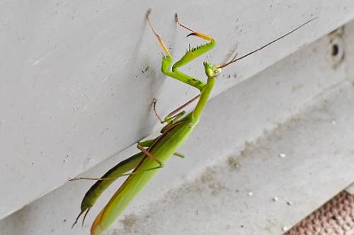 На улицах Благовещенска появились богомолы На улицах Благовещенска появились богомолы