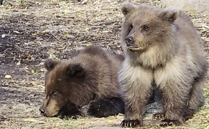 На Камчатке работники фирмы прикормили медвежат На Камчатке работники фирмы прикормили медвежат