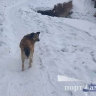 В Приамурье школьнице, подвергшейся нападению собаки, выплатят компенсацию