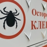 Бурятия угодила в число регионов с высоким риском заражения клещевым энцефалитом