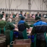 Башкирская индейка «поплыла» в Африку