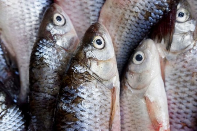 Эта раздражающая рыба массово зашла из Каспийского моря и клюет, как из пулемета