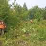 В Саранске косят борщевик Сосновского...