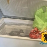 Два жителя Ярославской области незаконно застрелили лосей для продажи мяса