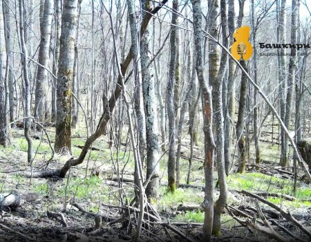 В фотоловушку национального парка «Башкирия» попал загадочный зверь — видео