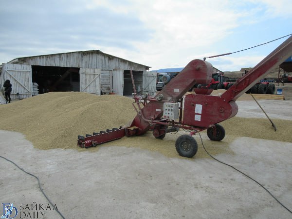 Погода серьёзно повлияла на урожай в Бурятии Погода серьёзно повлияла на урожай в Бурятии