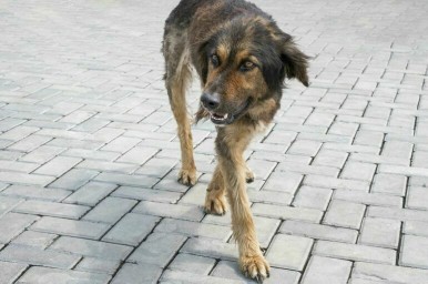 Прикорм бродячих собак во дворах предложили запретить