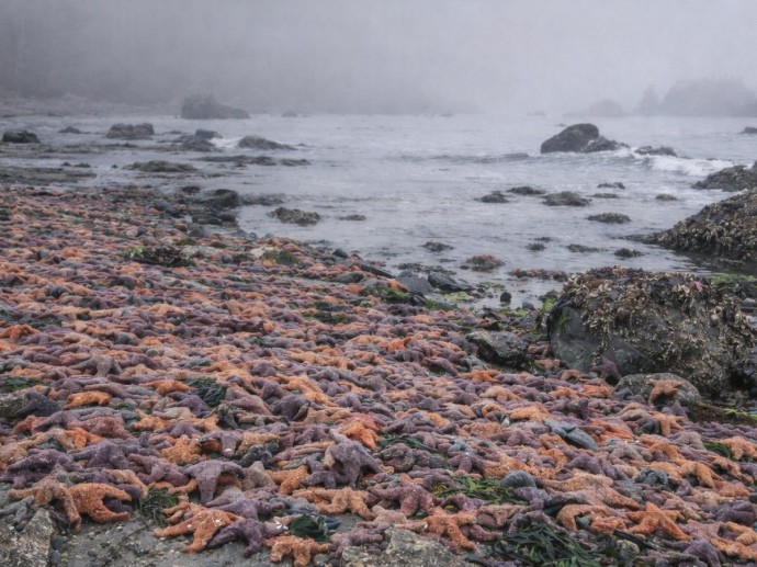 Бактерия Vibrio pectenicida уничтожила 5 млрд морских звезд