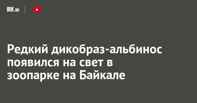 Редкий дикобраз-альбинос появился на свет в зоопарке на Байкале Редкий дикобраз-альбинос появился на свет в зоопарке на Байкале
