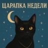 Царапка недели: Жизнь - это плед. Иногда в него заворачиваешься, иногда - рвёшь когтями