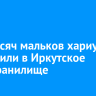 375 тысяч мальков хариуса выпустили в Иркутское водохранилище