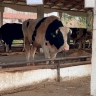 Принимаемые меры – действуют: в Новосибирской области 15 дней подряд нет новых случаев заболевания пастереллезом