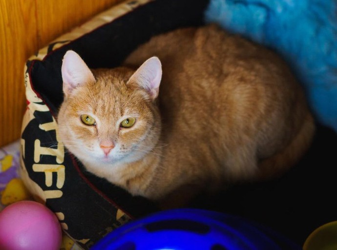 Ясфира, Капучинка, Дормидонт: какие необычные клички носят животные «Моспитомца»