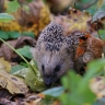 Биолог Глазков: Ежи активизировались в Москве из-за теплой зимы