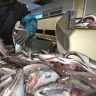 Сенаторы призвали Роспотребнадзор усилить контроль за рыбной продукцией