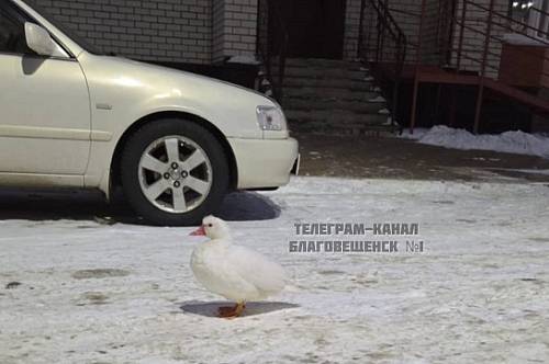 В микрорайоне Благовещенска заметили белую утку на самовыгуле В микрорайоне Благовещенска заметили белую утку на самовыгуле